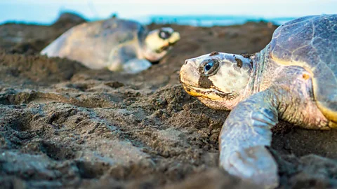 Despite spending most of their lives at sea, we know far more about the time turtles spend on land